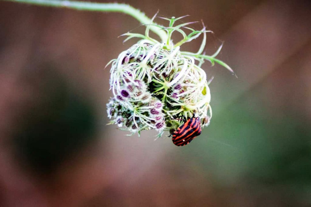 Quel est l'impact de l'agriculture sur la biodiversité et les écosystèmes ? Quel est l'impact de l'agriculture sur la biodiversité et les écosystèmes ?