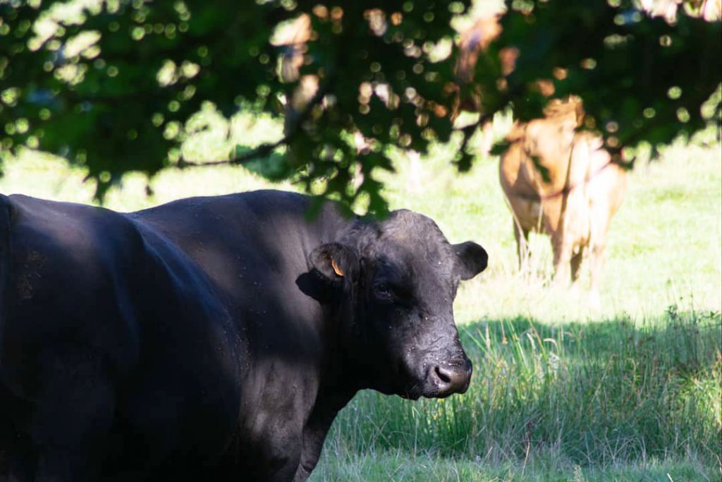 Quel est l'impact de l'agriculture sur la biodiversité et les écosystèmes ? Quel est l'impact de l'agriculture sur la biodiversité et les écosystèmes ?