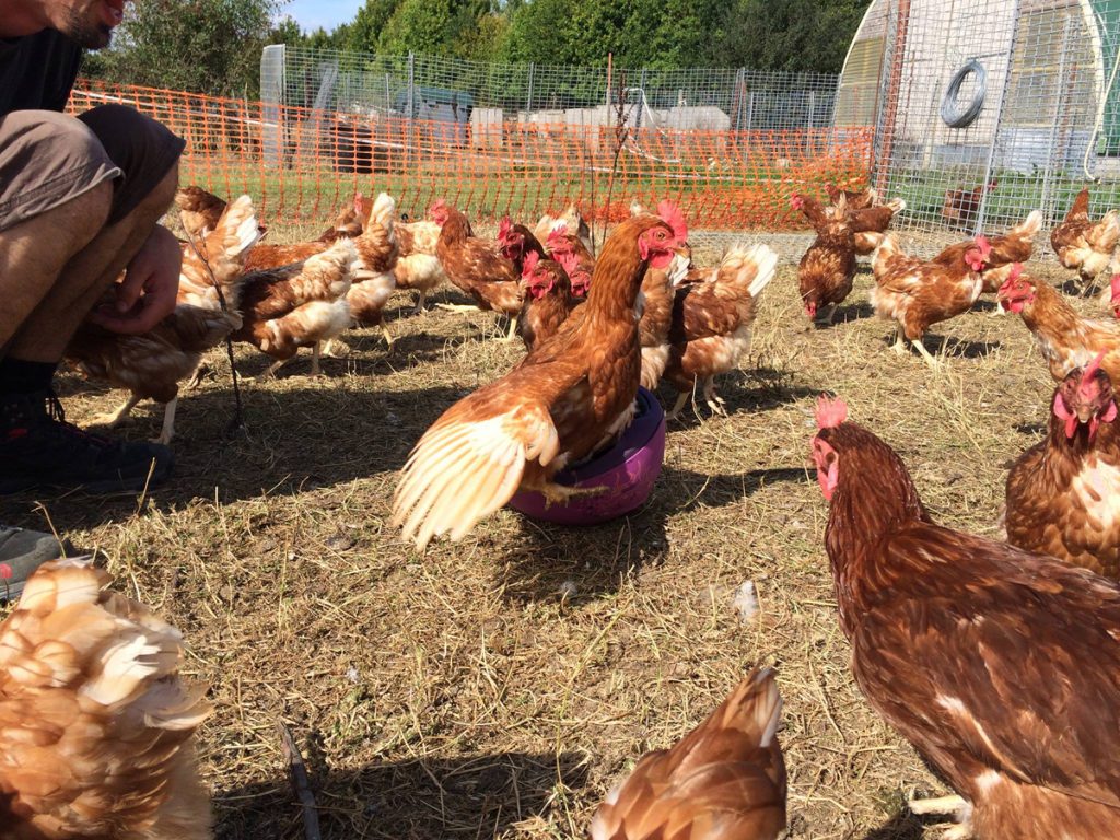 Oeufs bio, Label Rouge ou Plein air : lesquels choisir ?