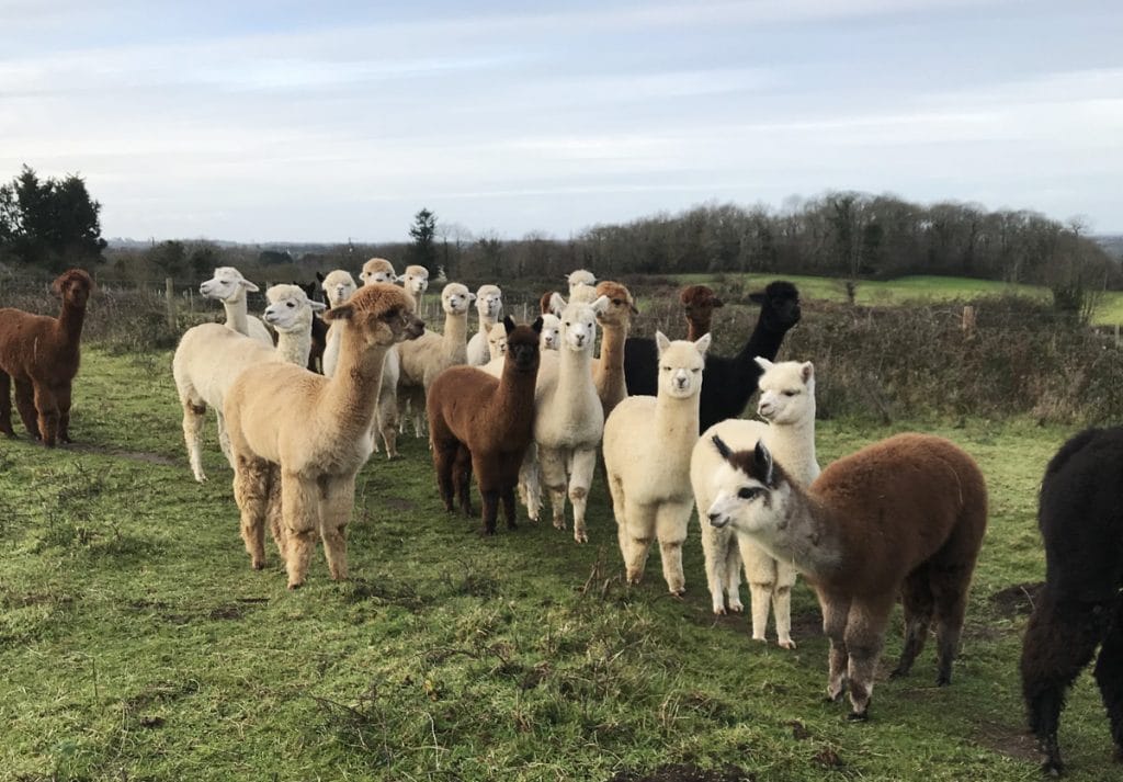 Laine et élevage d'Alpaga, en Bretagne Laine et élevage d'Alpaga, en Bretagne