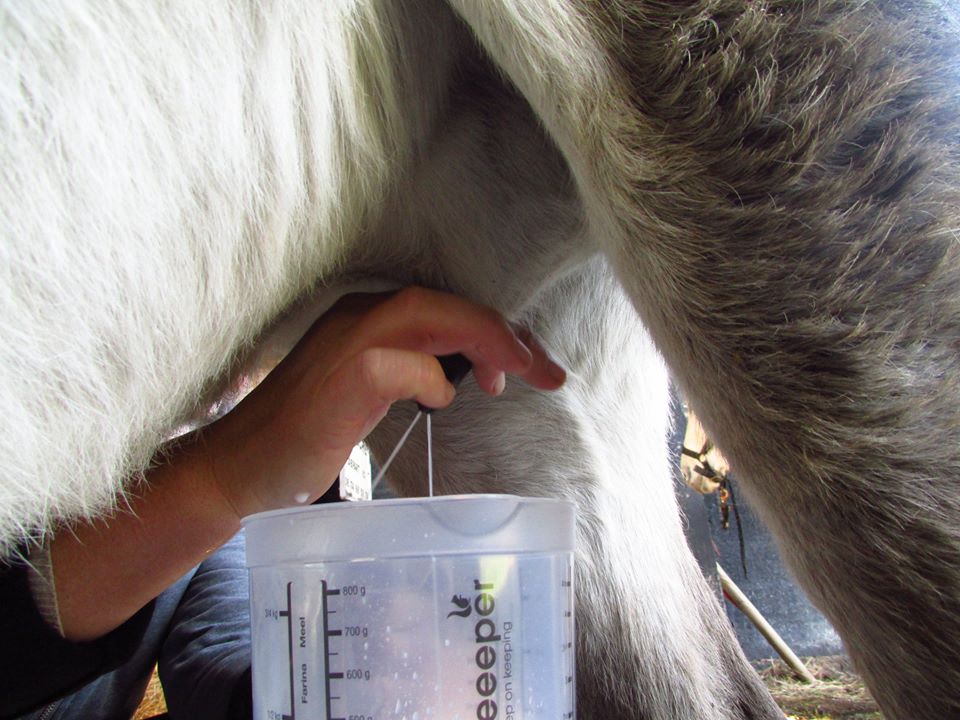 Savons bretons au lait d’ânesse, de La P'tite Ferme de Mélie. Savons bretons au lait d’ânesse, de La P'tite Ferme de Mélie.