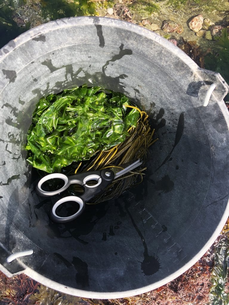 La laitue de mer : une algue verte comestible (et délicieuse) !