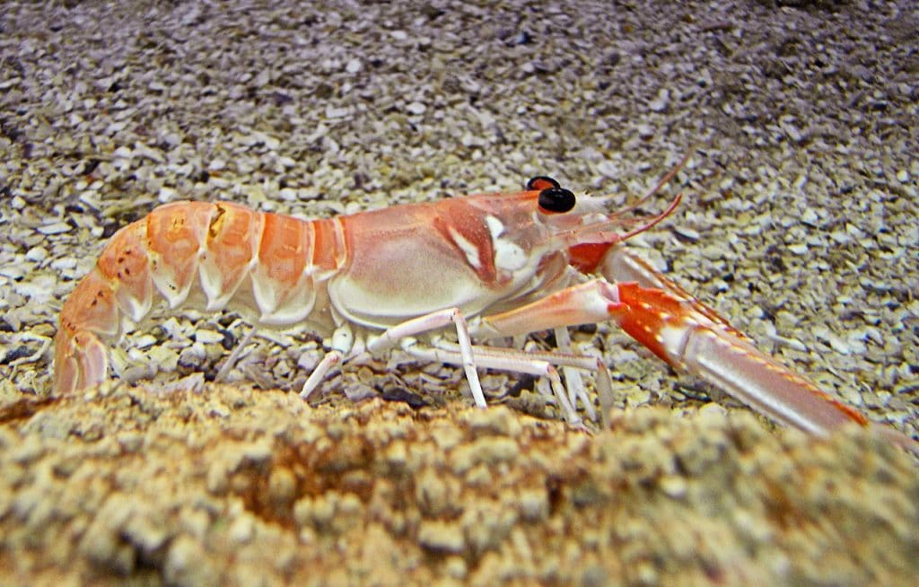 Miel de Langoustine : le miel de la Mer !