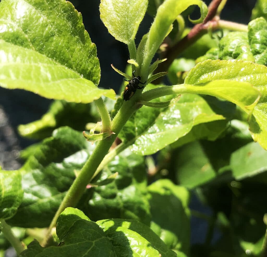 Lutter contre les nuisibles avec des coccinelles : intérêt et mode d'emploi