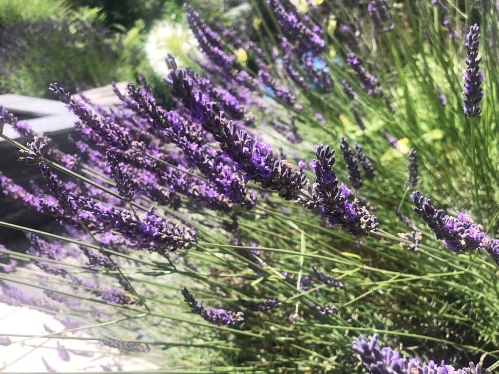 Top 10 des plantes aromatiques utiles au jardin et au potager