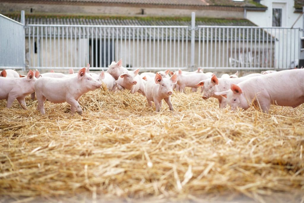 Le cochon en Bretagne : Chiffres clés, types d'élevages et Labels