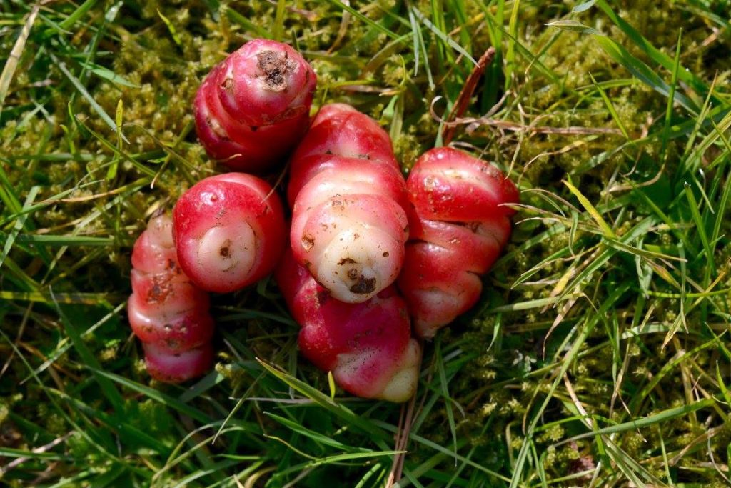 Oca du Pérou : origine, bienfaits et recettes