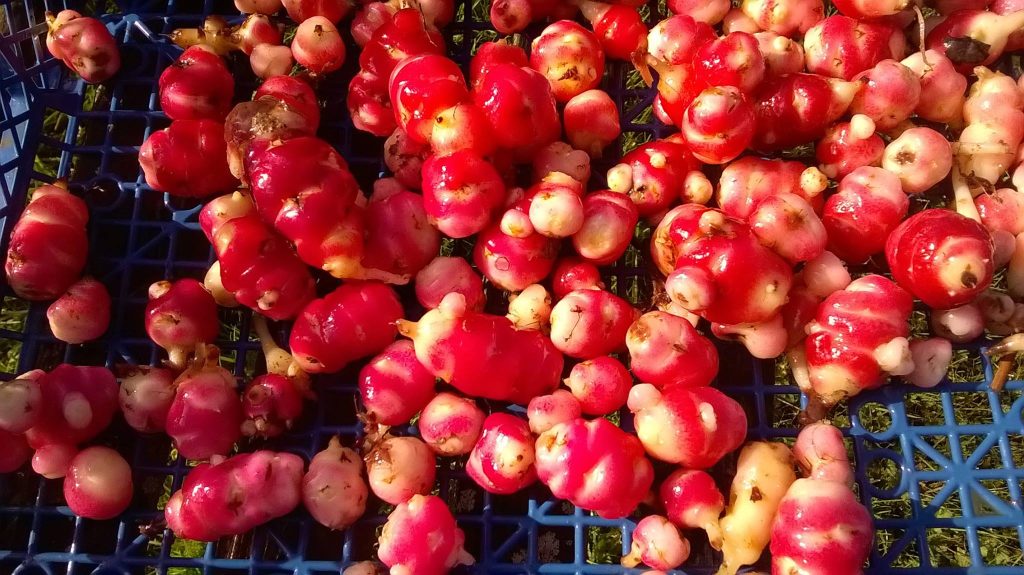 Oca du Pérou : origine, bienfaits et recettes