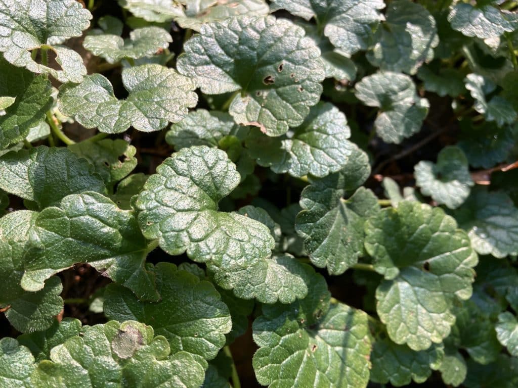 Comment faire une haie gourmande dans son jardin ? Nos conseils Comment faire une haie gourmande dans son jardin ? Nos conseils