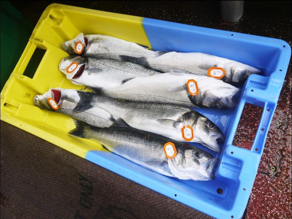 Quels sont les poissons, coquillages et crustacés de saison ? [GUIDE]