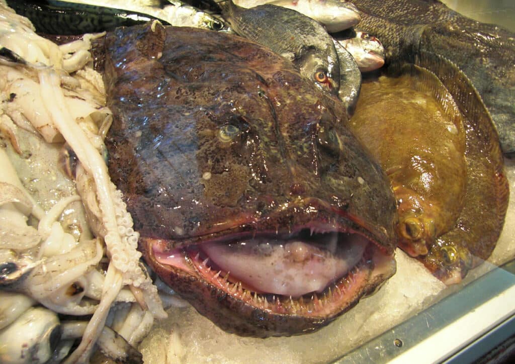 Bouillon d’os, poisson, abats : quels aliments bretons riches en collagène ? Bouillon d’os, poisson, abats : quels aliments bretons riches en collagène ?