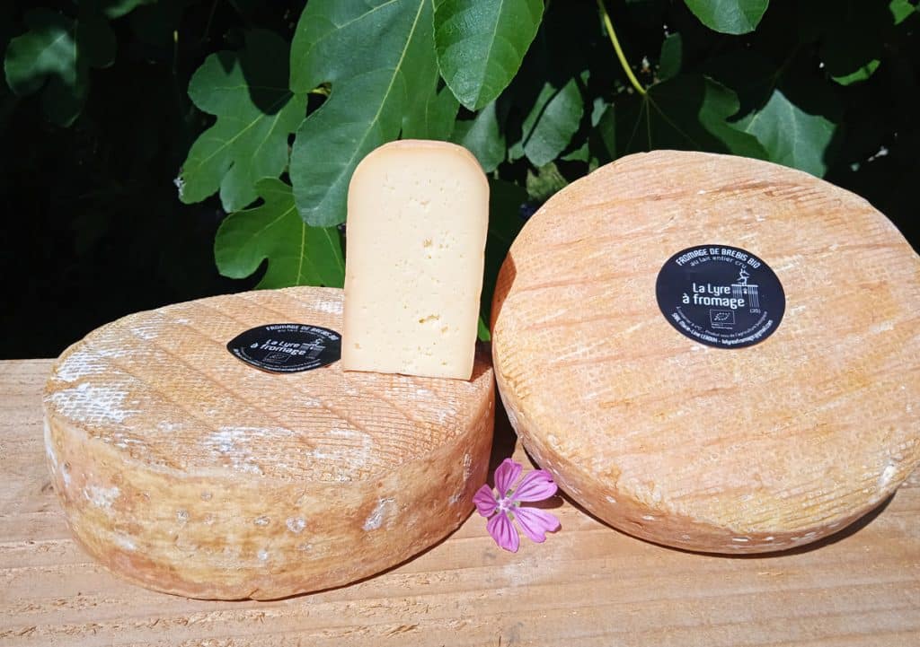 La Lyre à fromage : Fromages de lait de brebis, cru, bio et local La Lyre à fromage : Fromages de lait de brebis, cru, bio et local
