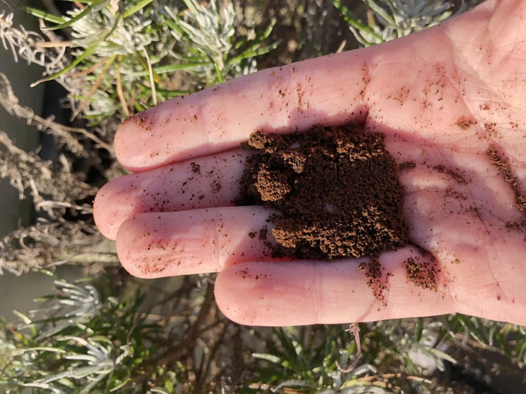 Marc de café : comment et pourquoi l'utiliser au jardin et au potager ?
