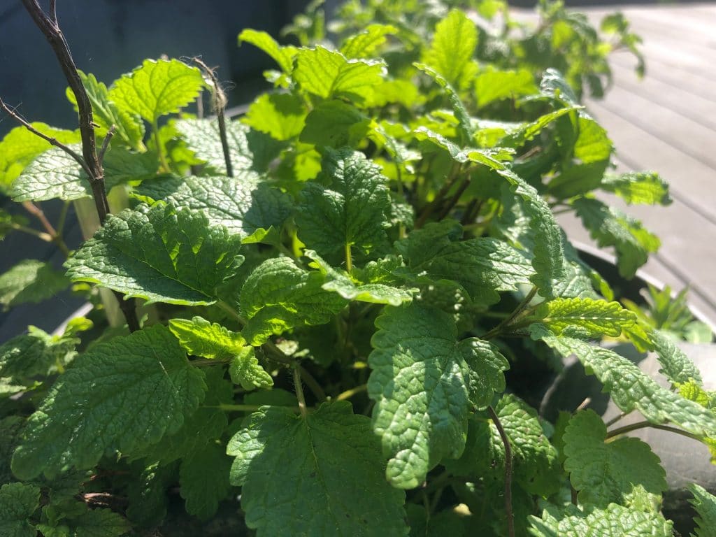 Top 10 des infusions et tisanes 100 % bretonnes