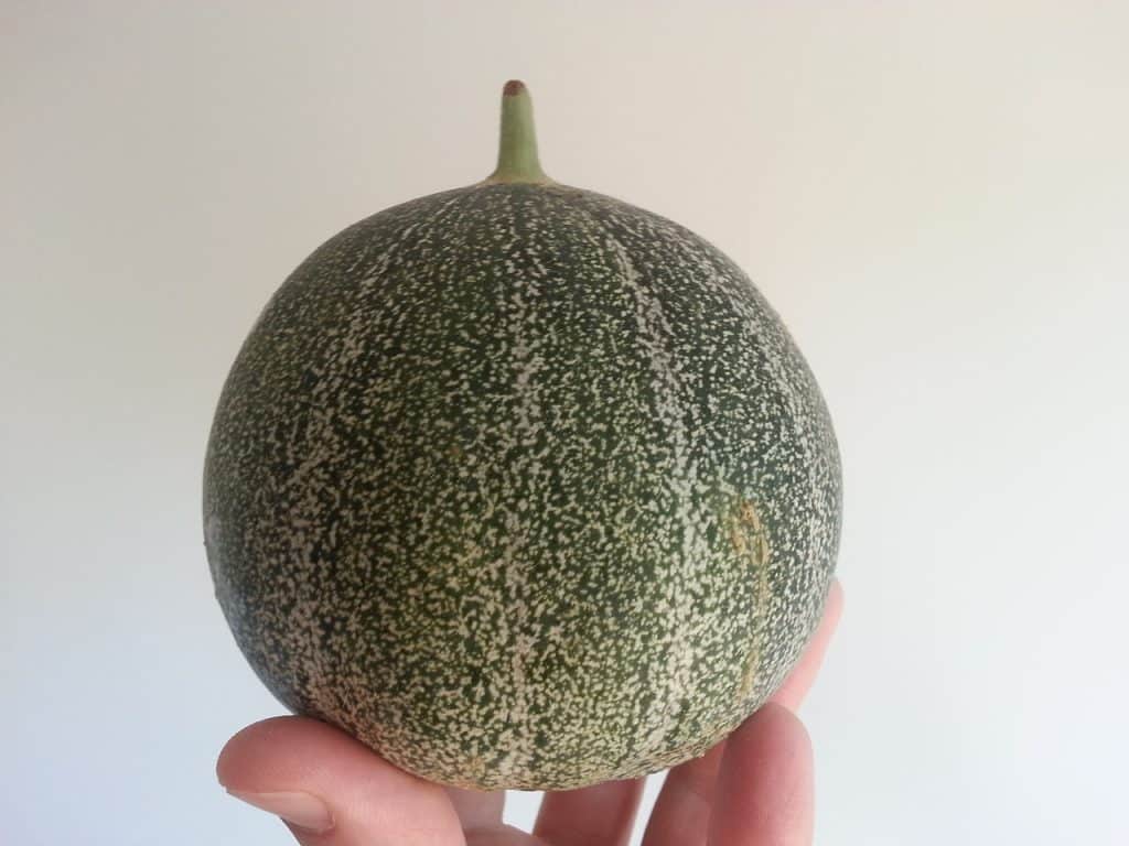14 variétés de légumes à cultiver pour un potager 100 % breton 