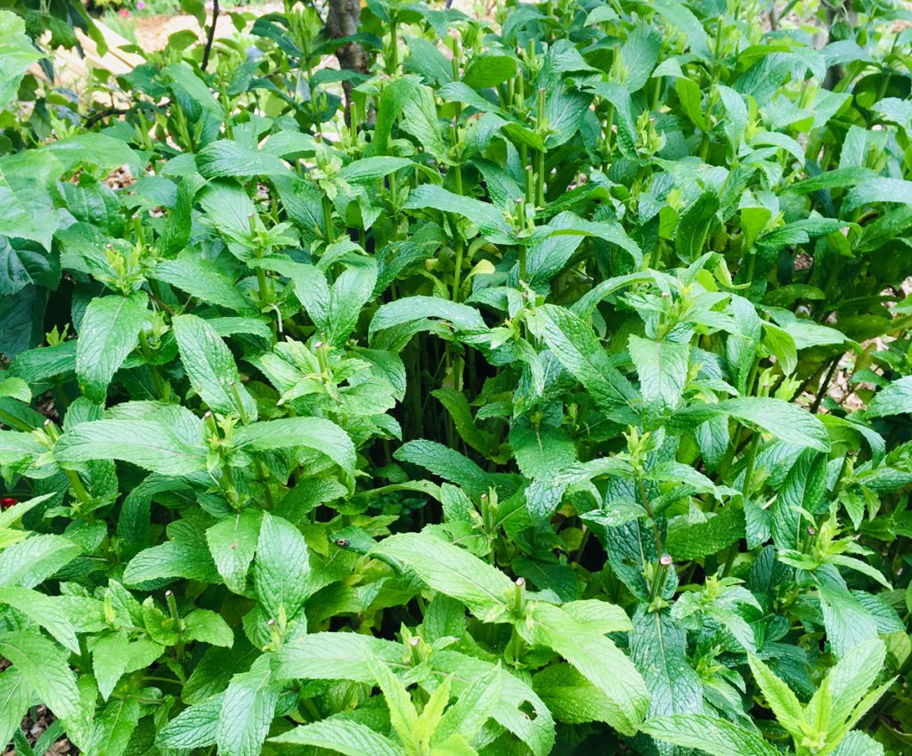 Top 10 des plantes aromatiques utiles au jardin et au potager