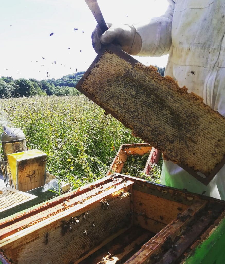 Le miel de sarrasin : précieux et délicieux Le miel de sarrasin : précieux et délicieux