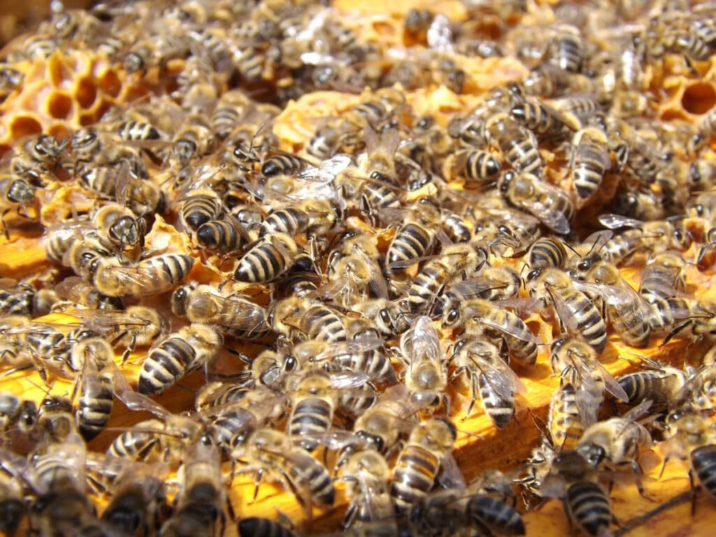 Pollen d’abeille : Quels sont ses bienfaits ? Comment l'utiliser ? Pollen d’abeille : Quels sont ses bienfaits ? Comment l'utiliser ?