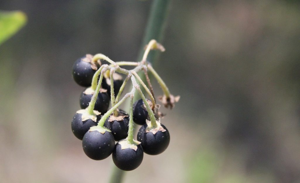Morelle Noire et Douce Amère : Est-ce comestible ? Idées recettes