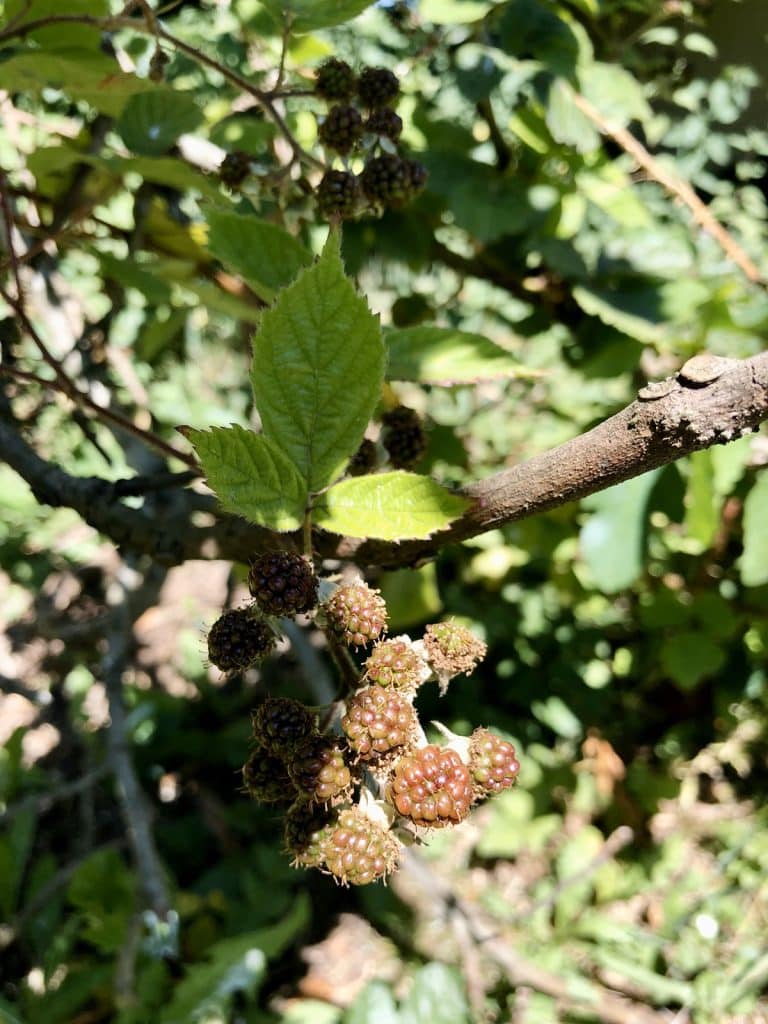Comment faire une haie gourmande dans son jardin ? Nos conseils Comment faire une haie gourmande dans son jardin ? Nos conseils