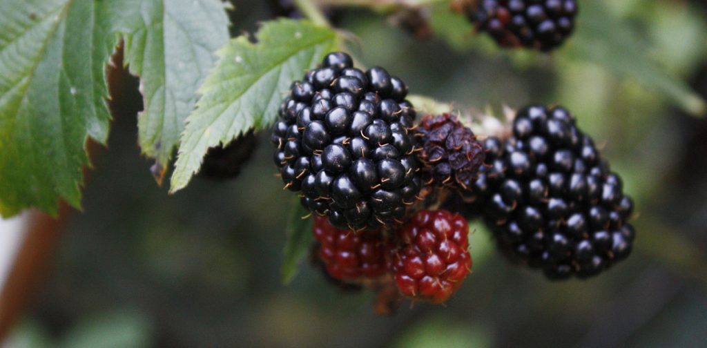 Mûres sauvages : Saison, Bienfaits, Cueillette et Conservation