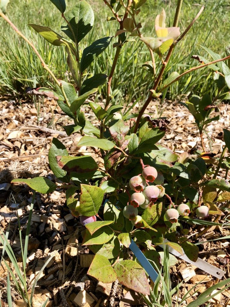 Comment faire une haie gourmande dans son jardin ? Nos conseils Comment faire une haie gourmande dans son jardin ? Nos conseils