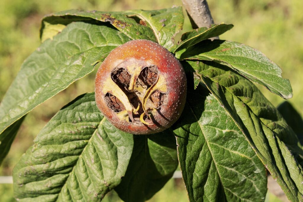 La nèfle : un fruit d’hiver, délicieux et injustement boudé !