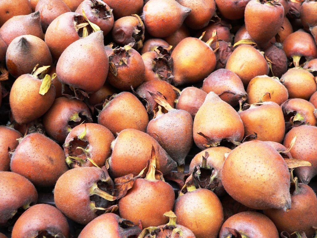 La nèfle : un fruit d’hiver, délicieux et injustement boudé !