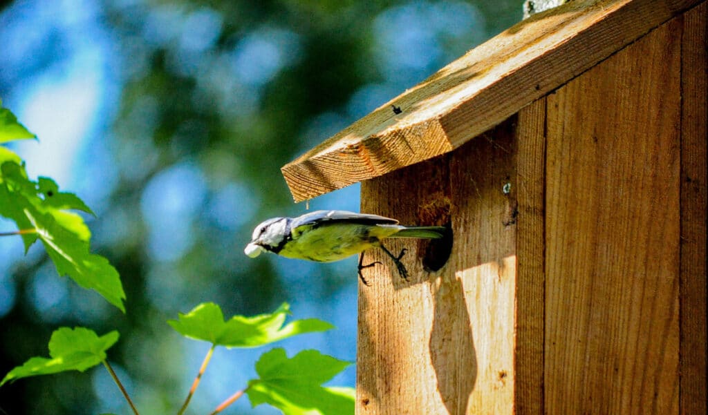 Comment et pourquoi fabriquer un nichoir à oiseaux ? tout ce qu’il faut savoir