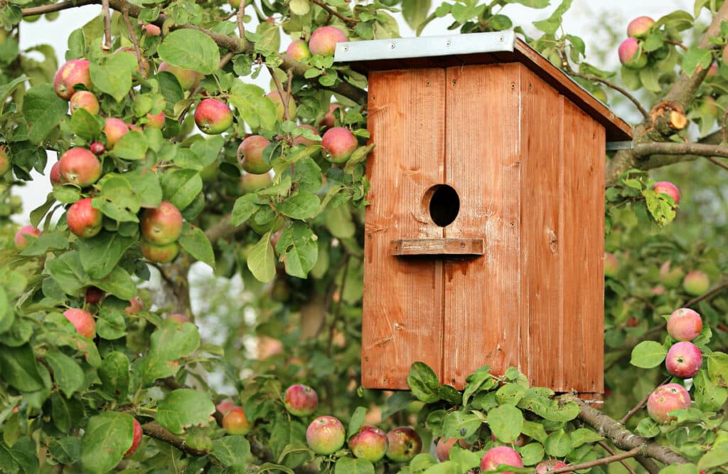 Top 10 des animaux et insectes utiles et à favoriser dans votre jardin