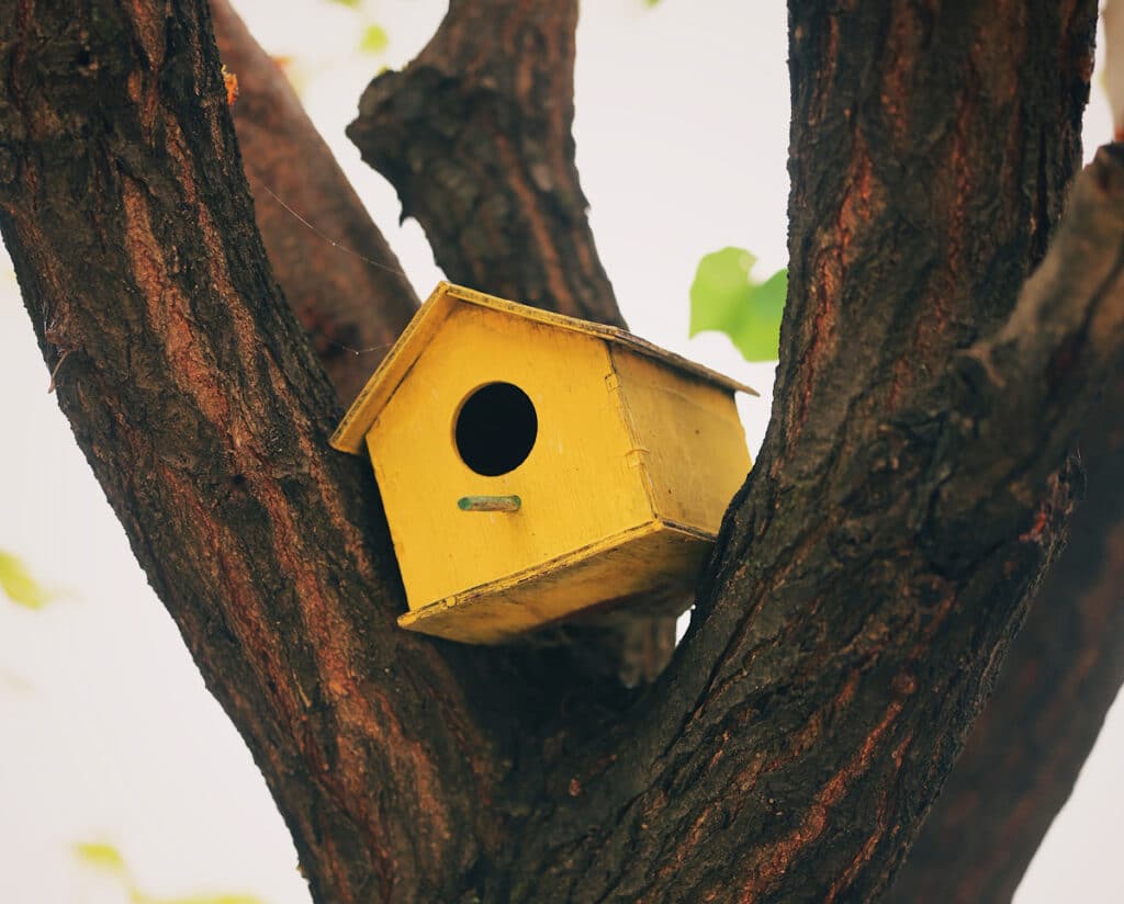 Comment et pourquoi fabriquer un nichoir à oiseaux ? tout ce qu’il faut savoir
