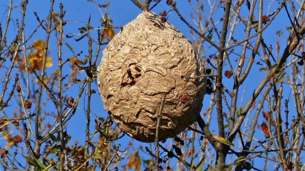 Vrai / Faux sur le frelon asiatique - Pour tout connaître de cet insecte nuisible Vrai / Faux sur le frelon asiatique - Pour tout connaître de cet insecte nuisible