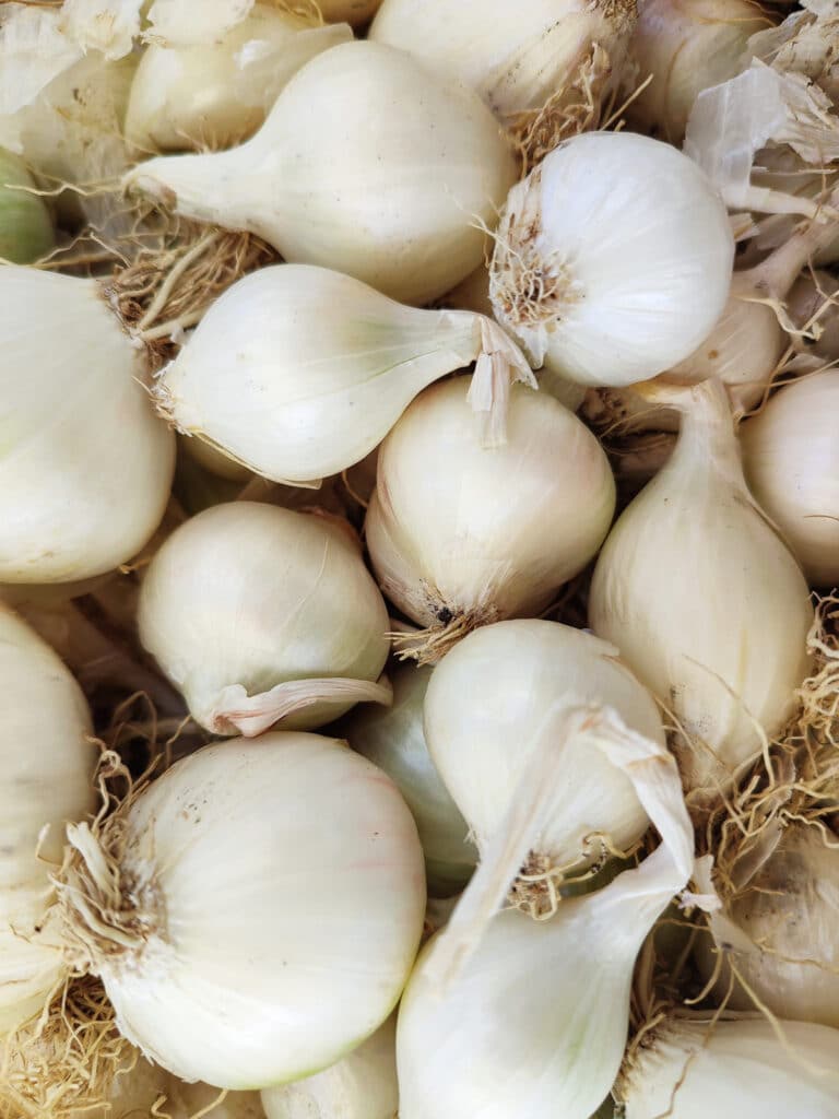 Tout savoir sur l’oignon ! Origines, variétés, saisons et bienfaits pour la santé Tout savoir sur l’oignon ! Origines, variétés, saisons et bienfaits pour la santé