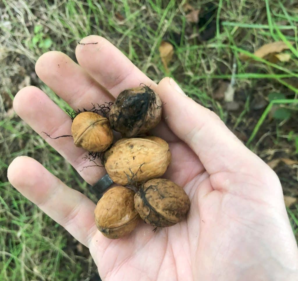 Comment faire une haie gourmande dans son jardin ? Nos conseils Comment faire une haie gourmande dans son jardin ? Nos conseils