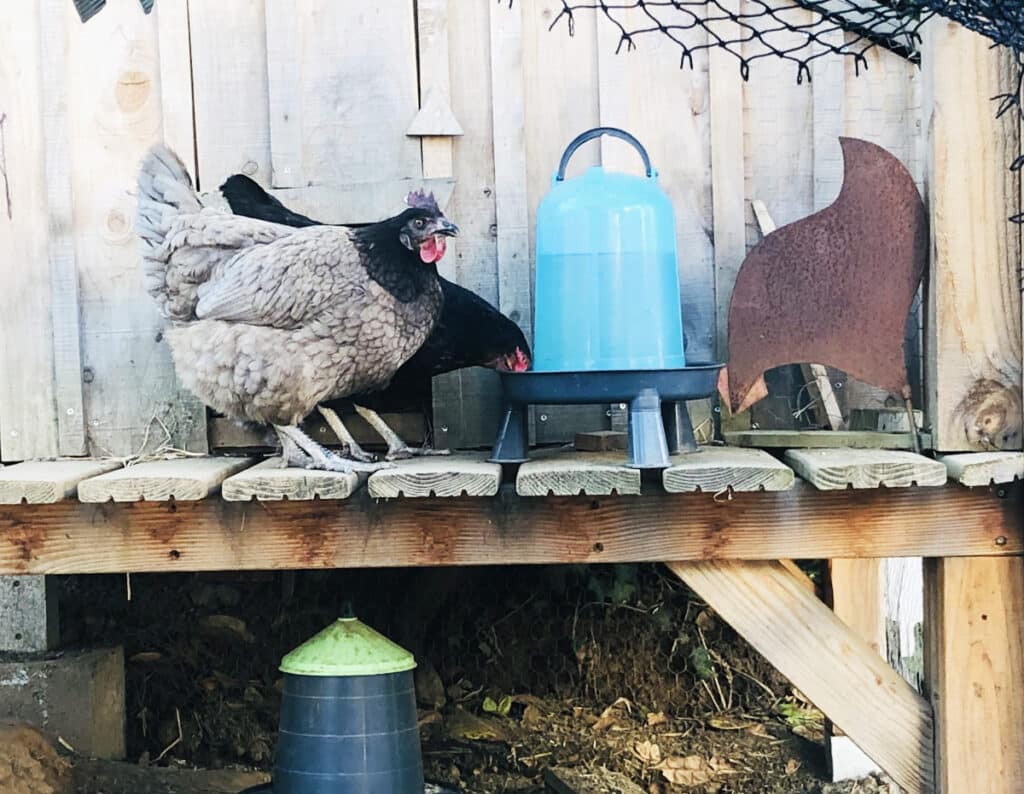 Accueillir des poules : les 7 bonnes questions à se poser avant de sauter le pas !