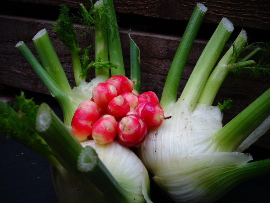 Oca du Pérou : origine, bienfaits et recettes