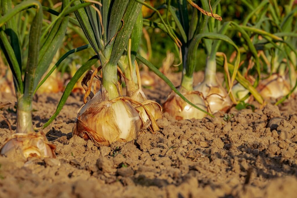 Tout savoir sur l’oignon ! Origines, variétés, saisons et bienfaits pour la santé Tout savoir sur l’oignon ! Origines, variétés, saisons et bienfaits pour la santé