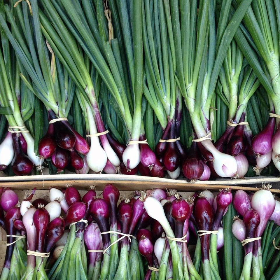 Tout savoir sur l’oignon ! Origines, variétés, saisons et bienfaits pour la santé Tout savoir sur l’oignon ! Origines, variétés, saisons et bienfaits pour la santé