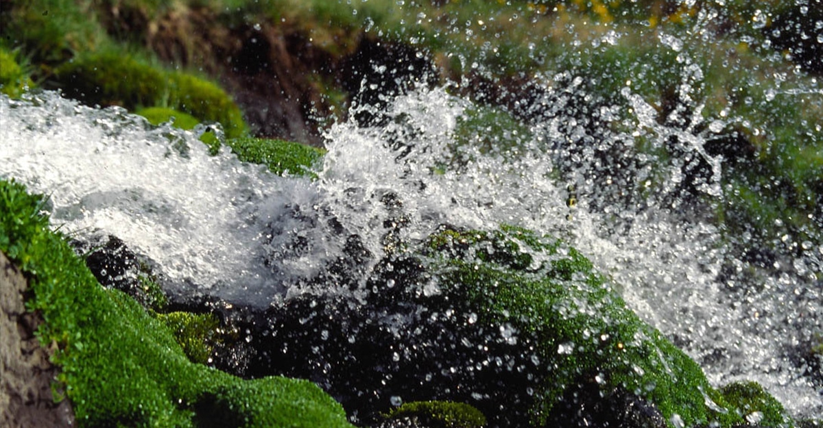 Du Kombucha breton, à l'eau des Monts d'Arrée !