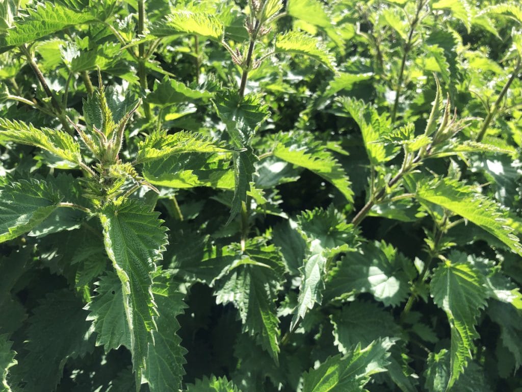 Les "mauvaises herbes" (adventices) : des alliées pour votre jardin !