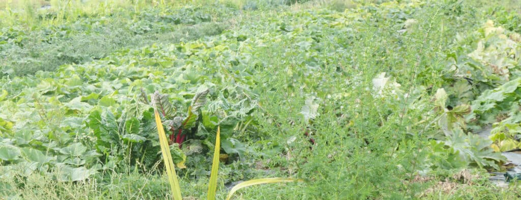 Formation Permaculture en ligne : j'ai testé et voici mon avis