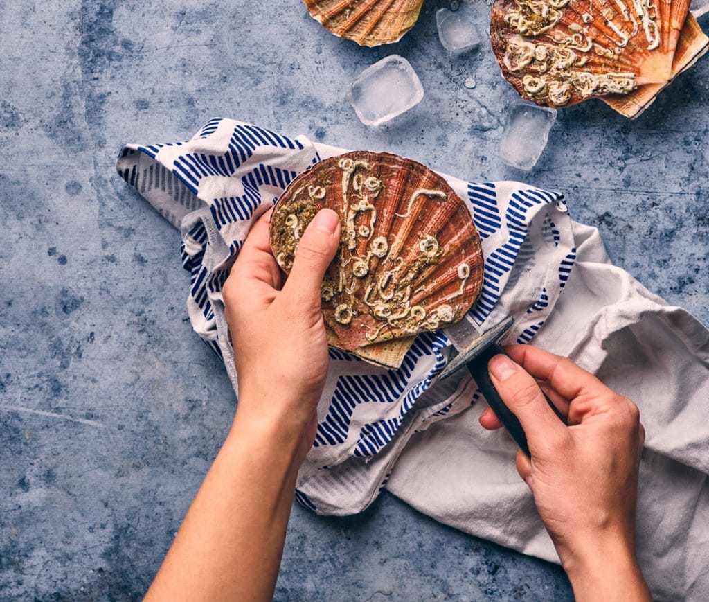 La coquille Saint-Jacques : saison, pêche, recettes...