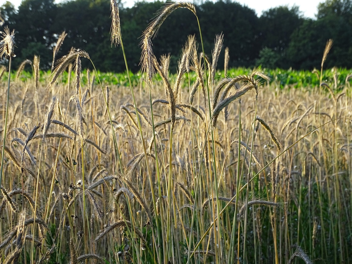 Des pailles 100% biodégradables et 100% bretonnes !