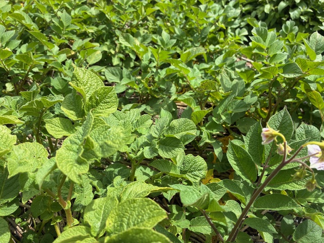 Tout sur la pomme de terre : variétés, saisons, bienfaits, conservation… Tout sur la pomme de terre : variétés, saisons, bienfaits, conservation…