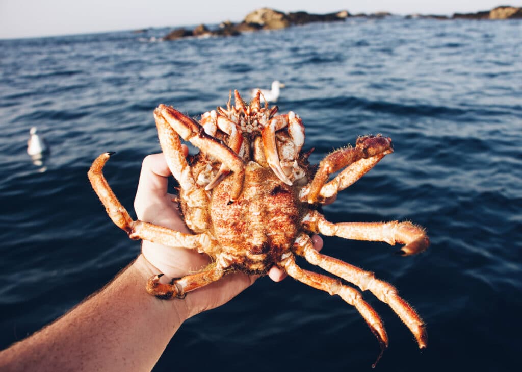 Araignée de Mer : Comment la cuire ? Quelle est la Saison ? Guide !