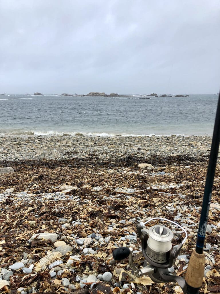 Quand pêcher et manger du bar ? Quelle est la bonne saison ?