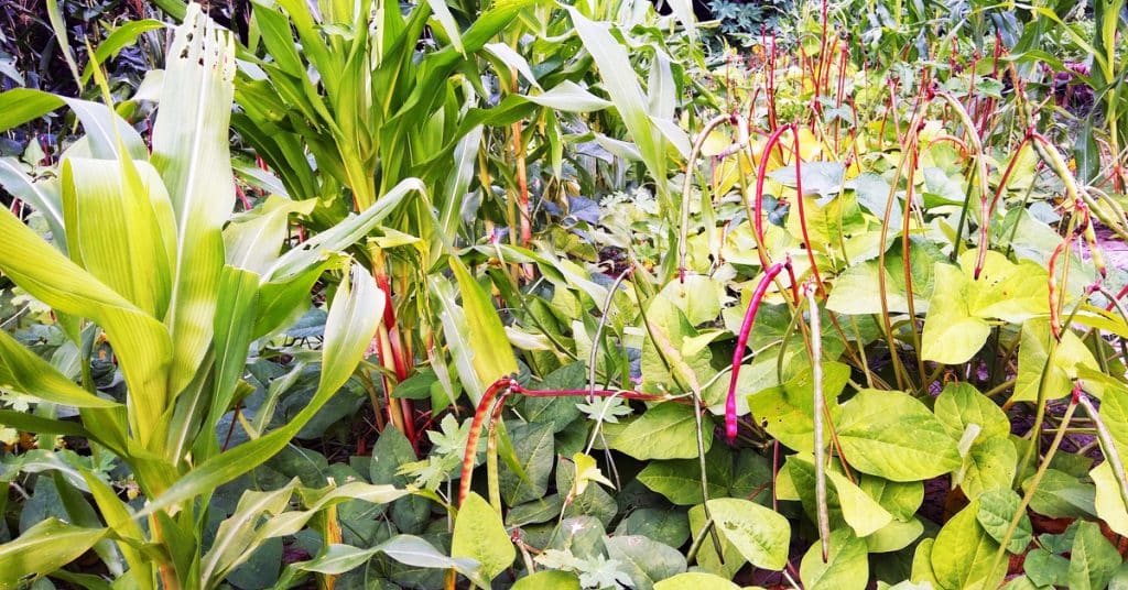 Formation Permaculture en ligne : j'ai testé et voici mon avis