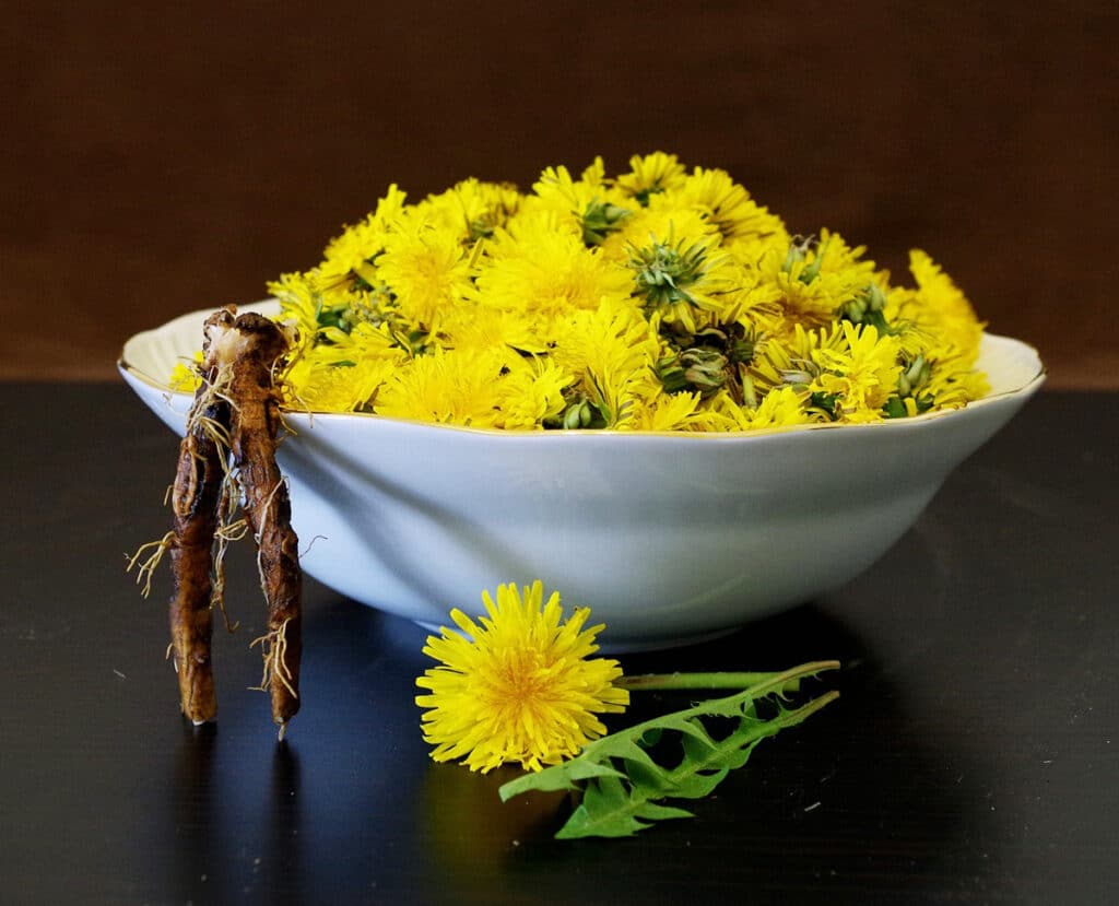 Le pissenlit est-il comestible ? Comment le manger et le cuisiner ?