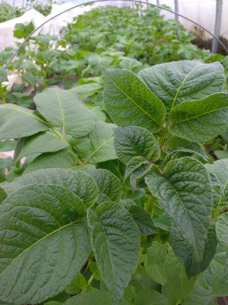 Tout sur la pomme de terre : variétés, saisons, bienfaits, conservation… Tout sur la pomme de terre : variétés, saisons, bienfaits, conservation…
