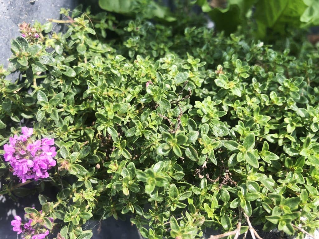 Top 10 des plantes médicinales à cultiver dans votre jardin Top 10 des plantes médicinales à cultiver dans votre jardin